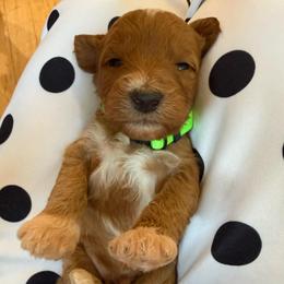 Green collar - Red  male Goldendoodle puppy in Ridgewood, New Jersey from Jessie’s Doodles