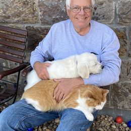 Golden Retriever and Jack Russell Terrier Puppies from Shelby Burleson's Golden Retrievers and Jack Russell Terriers