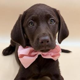 HAZEL - Chocolate female Labrador Retriever puppy in Chicago, Illinois from Urbane Retrievers