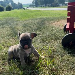 Rocko - Blue male French Bulldog puppy in Taylorsville, North Carolina from SilverLining highlands and hounds