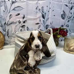 Shiloh - Black brown and white female Basset Hound puppy in Winston Salem, North Carolina from LaythStone