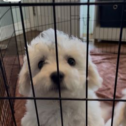 Black marker on head - White male Bichon Frise puppy in Wilmington, North Carolina from Cape Fear Bichons