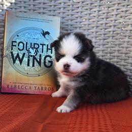 Xaden - Black and white male Pomsky puppy in Sumter, South Carolina from Emerald Skies Pomskies