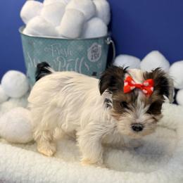Girl 2 - Parti female Yorkshire Terrier puppy in Jacksonville, Arkansas from Royal Yorkie Terrier