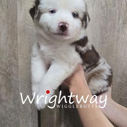 Petey - Red merle male Miniature Australian Shepherd puppy in Dowagiac, Michigan from Wrightway Wigglebutts