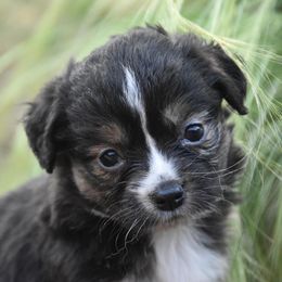 Miniature Australian Shepherd and Toy Australian Shepherd Puppies from Tinker Toy Aussies & Minis