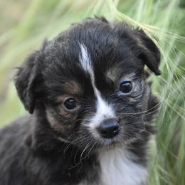 Miniature Australian Shepherd and Toy Australian Shepherd Puppies from Tinker Toy Aussies & Minis