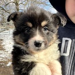 Blue Collar Boy Buddy - Black and tan male Pembroke Welsh Corgi puppy in Paris, Kentucky from Flat Run Corgis