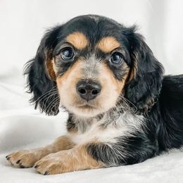 Dachshund, Great Dane, and Yorkshire Terrier Puppies from WZ Kennels