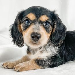 Dachshund, Great Dane, and Yorkshire Terrier Puppies from WZ Kennels