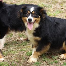 Miniature American Shepherd and Miniature Australian Shepherd All Grown Up from Taylor Made Aussies  & Taylor Made Miniature American Shepherd