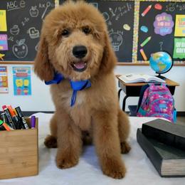 Lennon's Blue Boy - Red  male Goldendoodle puppy in Kountze, Texas from Texas Doodles LLC