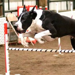Great Danes from Kindred Spirit Danes