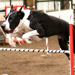 Great Danes from Kindred Spirit Danes