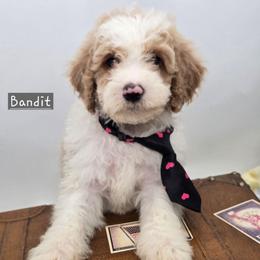 Bandit - Red male Bernedoodle puppy in Neillsville, Wisconsin from Granton Creek