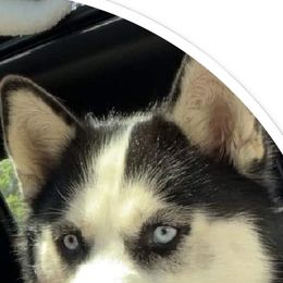 Siberian Husky All Grown Up from WolfPackk