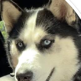Siberian Husky All Grown Up from WolfPackk