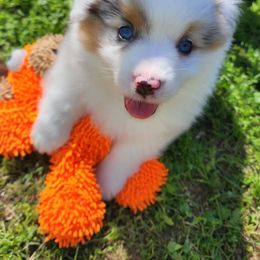 Boy 2 - Blue merle Miniature American Shepherd puppy in Sheridan, California from Moon Phase Kennel