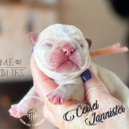 Got - Cream female French Bulldog puppy in Salem, Oregon from Toy House Frenchies