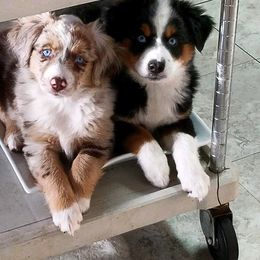 Miniature Australian Shepherd and Toy Australian Shepherd Puppies from James R Lucas