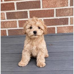 Sammy - Apricot male Goldendoodle puppy in Swartz Creek, Michigan from Michigan Doodles