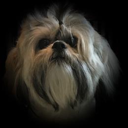 Ms. Darling Fuchsia - Lhasa Apso