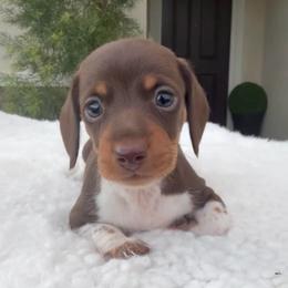 Male piebald - Piebald male Dachshund puppy in San Diego, California from San Diego Dachshunds