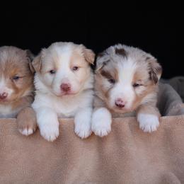 Border Collie Puppies from C Bar C Ranch