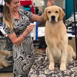 Golden Retriever All Grown Up from Darby Hill Goldens