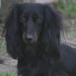 Passion - Dachshund