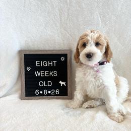 Peach - Yellow and white female Bernedoodle puppy in Sparrows Point, Maryland from Rosie’s Puppies