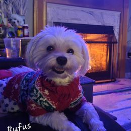 Rufus - Maltese