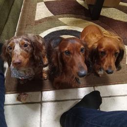 Dachshund All Grown Up from Deb’s Darlin’ Dachshunds
