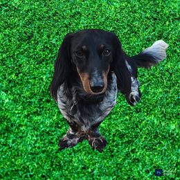 Rollo - Dachshund