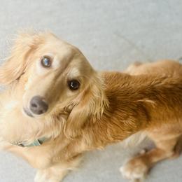 Honey - Dachshund