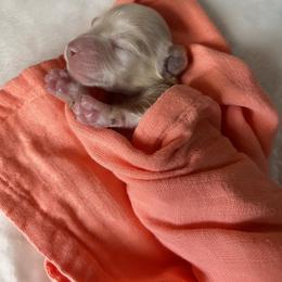 Dachshund Puppies from Golden Creek Farm