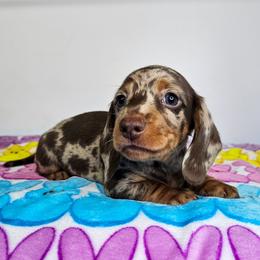 Chocolate and tan dapple male - Dapple male Dachshund puppy in Belle Rive, Illinois from Akin's Miniature Dachshunds, LLC