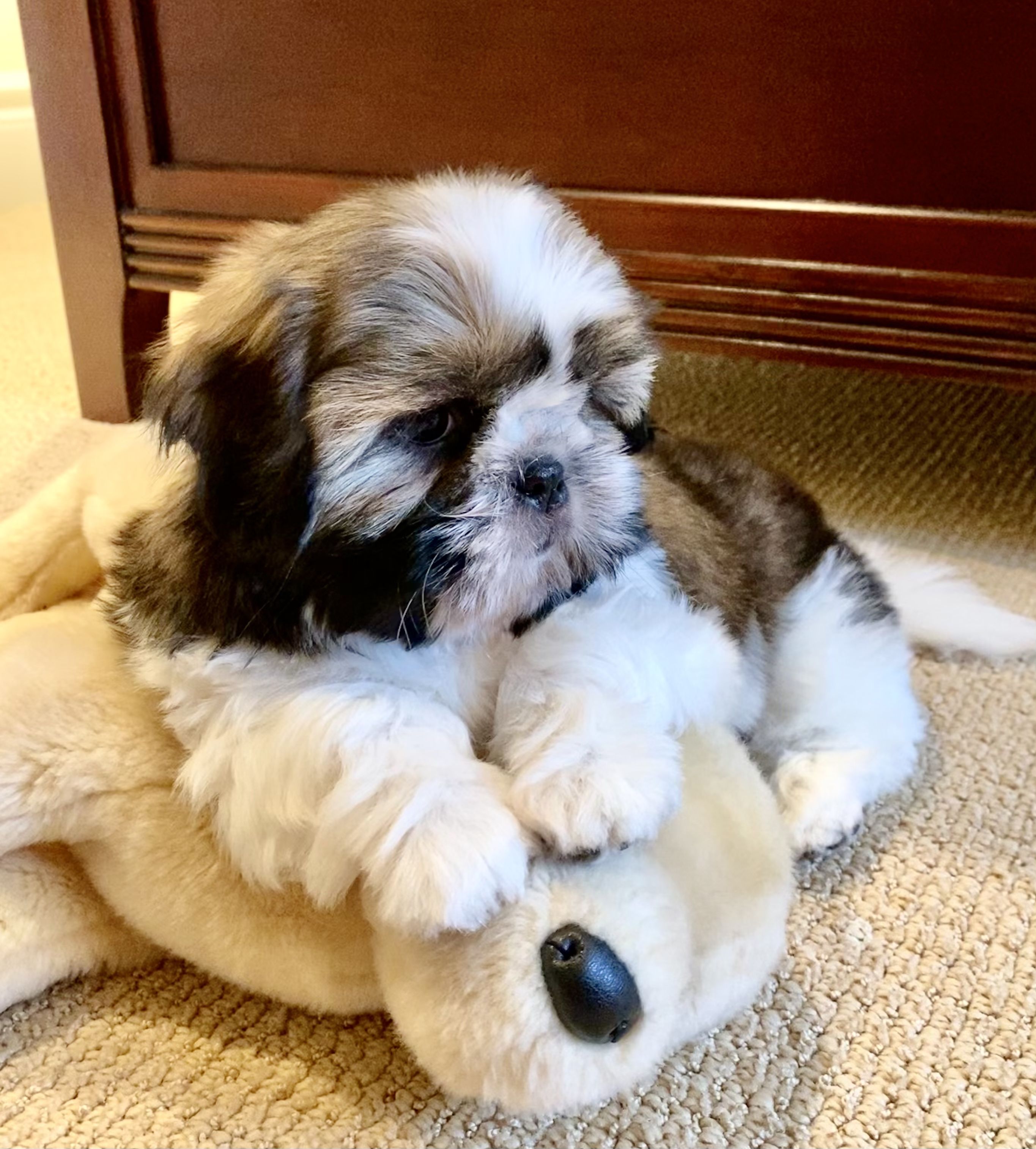 Palusa, the Bilingual Pup: A Shih Tzu-Poodle Dogumentary : Lacy