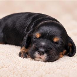 Betty - Tri-color female Labradoodle puppy in Connersville, Indiana from Dessie's Doodles