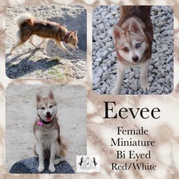 Eevee - Alaskan Klee Kai