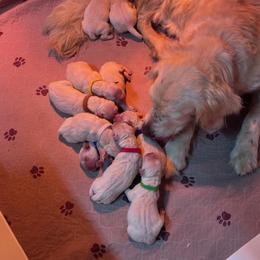 Brown Collar Boy - Light golden male Golden Retriever puppy in Cleveland, Georgia from JLB's Yonah Goldens