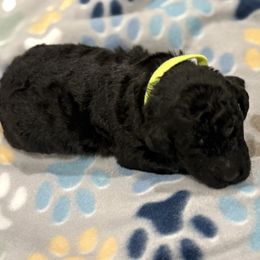 Goldendoodle and Poodle Puppies from Southern Stroll Poodles & Doodles