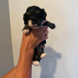 Atlas - Tri-color female Bernedoodle puppy in Payson, Utah from Country Sky Doodles