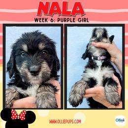 Nala (Purple) - female Golden Mountain Doodle puppy in Boiling Springs, South Carolina from OlliePups, LLC