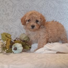 Jasper - Apricot male Poodle puppy in Milford, Indiana from Olde Heritage K-9