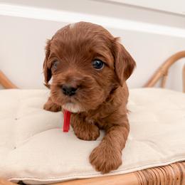 Bagel - Red male Cavapoo puppy in Apache Junction, Arizona from Coffey House Doodles