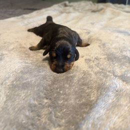 Purple collar girl - Black and rust female Doberman Pinscher puppy in Jefferson Township, New Jersey from Tristel Dobermans
