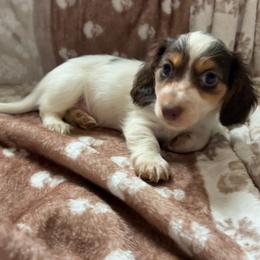 Apollo - Piebald male Dachshund puppy in Jonesboro, Illinois from Twin Hills Dachshunds