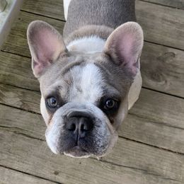 Ollie - French Bulldog