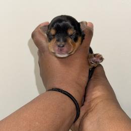 Kilo. - Black and tan male Yorkshire Terrier puppy in Winston Salem, North Carolina from Pawfectly Tailored Yorkie's